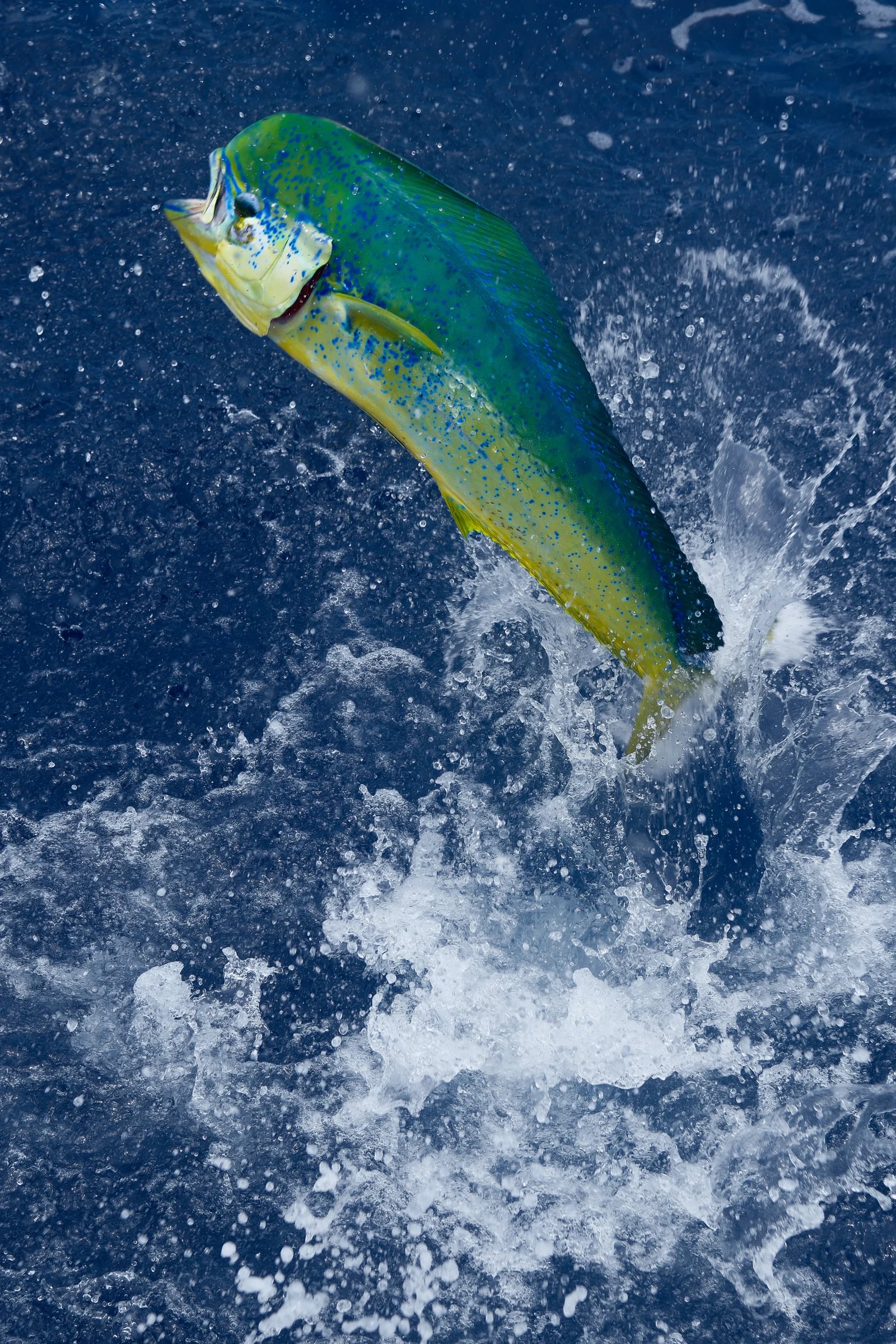 Mahi-mahi bondissant hors de l’eau au large