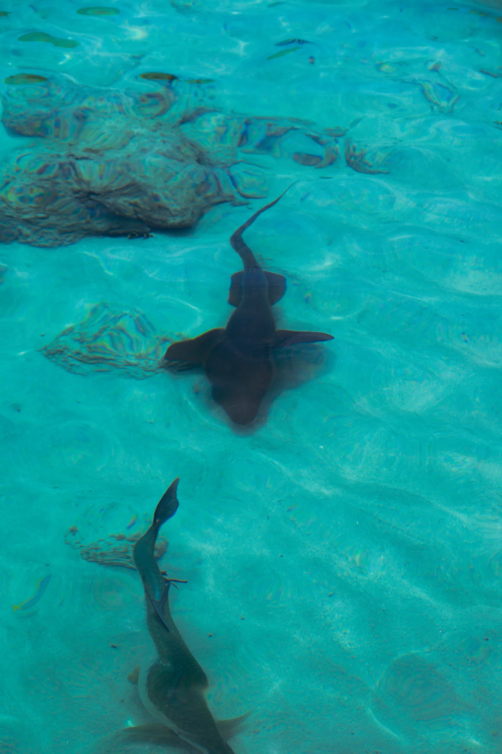 Requins nageant dans une eau claire et peu profonde