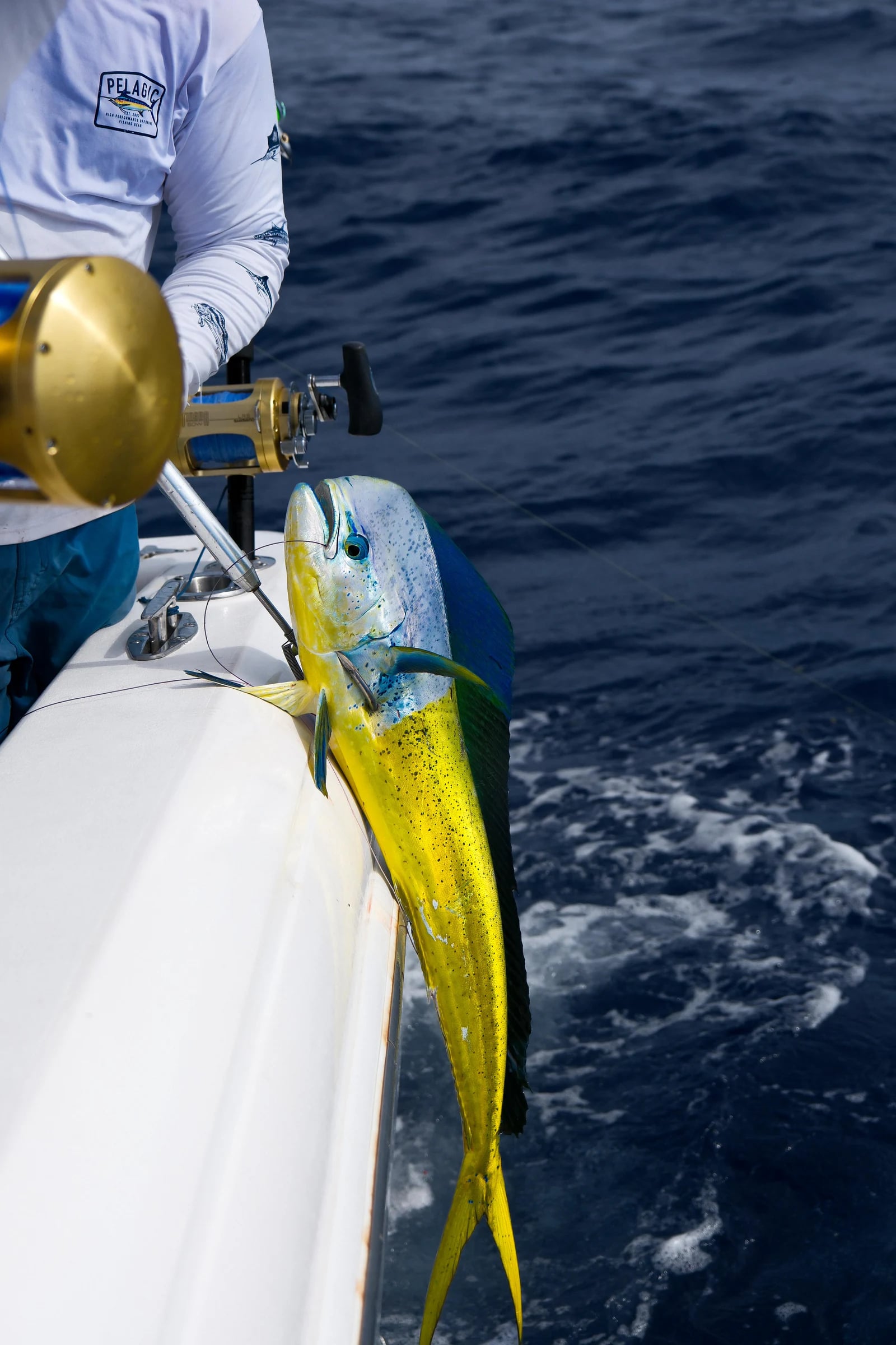 Mahi-mahi ramené le long du bateau